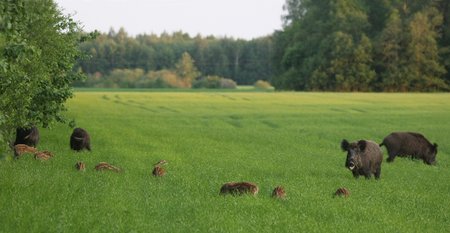 Kelios šernų patelės susibūrė į grupę ir kartu vakare išėjo paskanauti želmenų