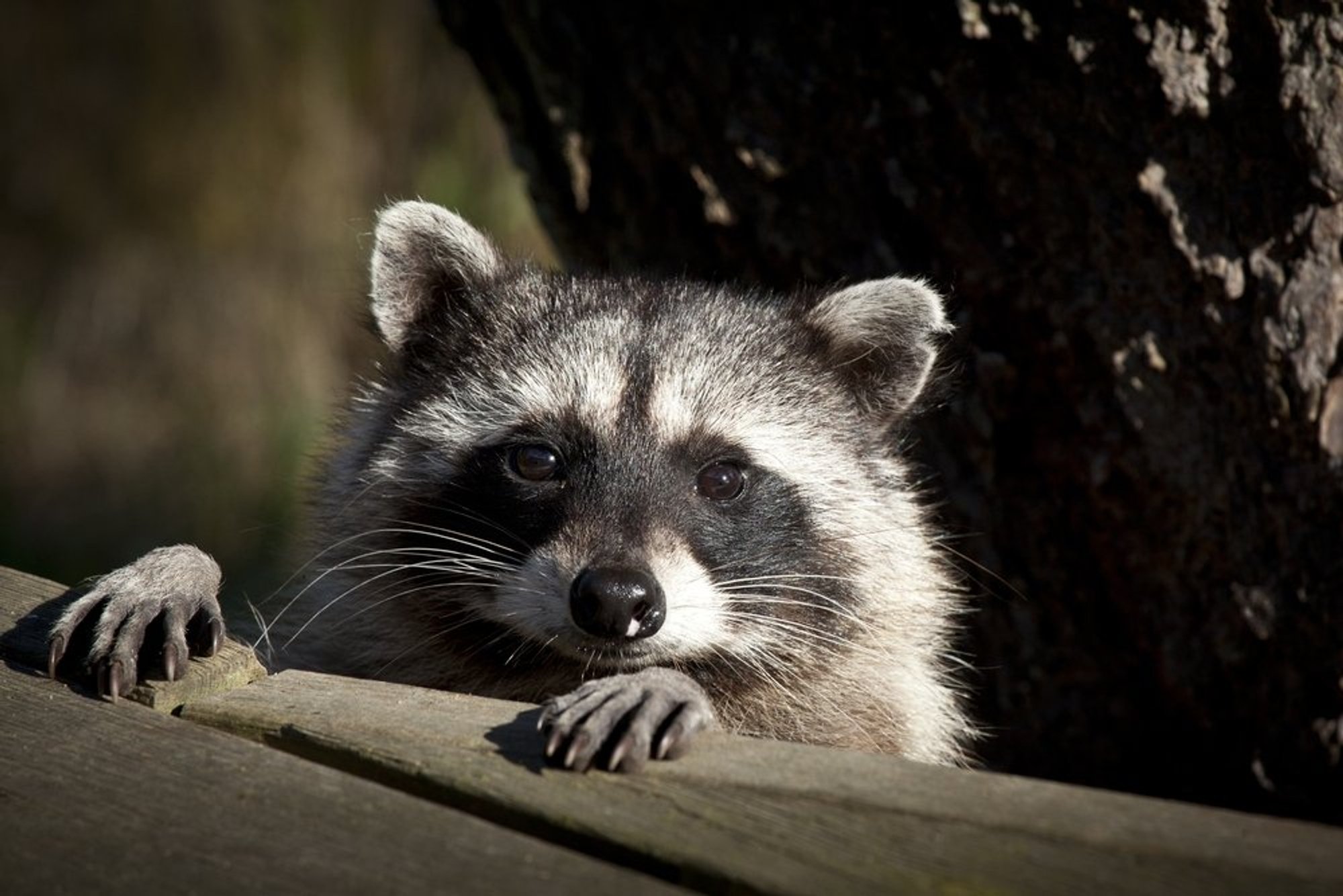 Raccoons following dogs and cats down the path to domestication?