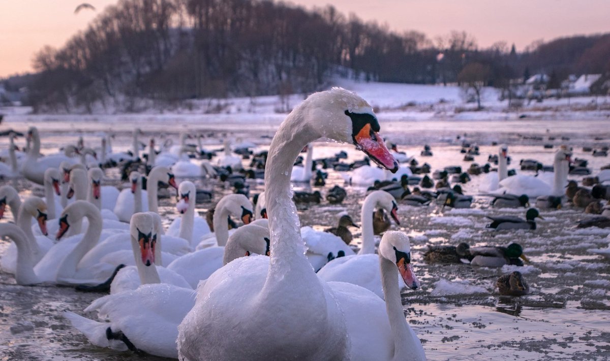 Gulbės žiemą