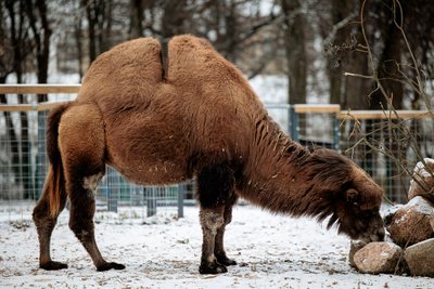 Dvikupris kupranugaris Lietuvos zoologijos sode