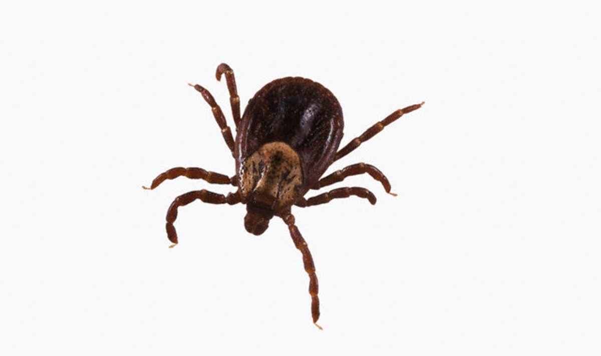 Erke Insect Erkės išeina į medžioklę - Delfi sveikata