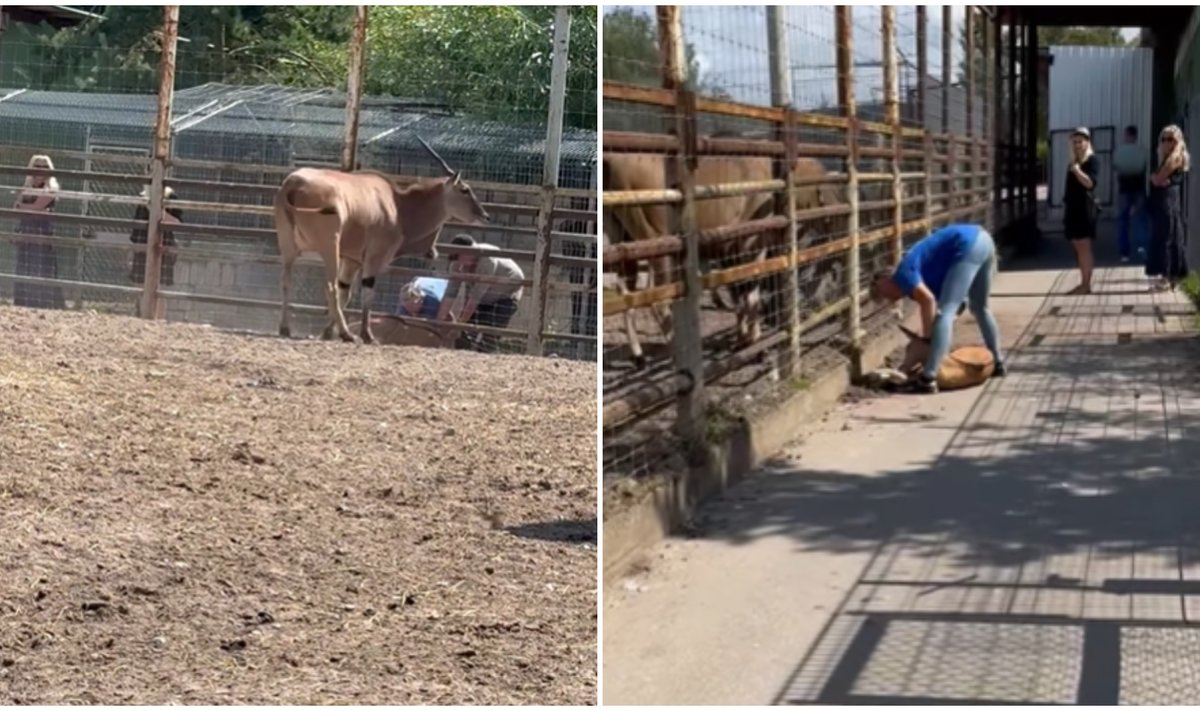 Incidentas zoologijos sode