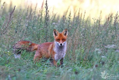 Lapės Lietuvos gamtos fotografų nuotraukose 