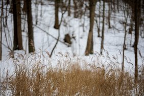 Vardadieniai ir kitos ?domyb?s kovo 7-?j?