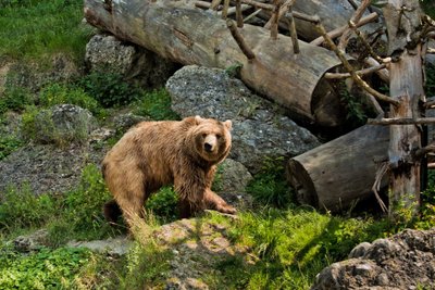 Meška Zalcburgo zoologijos sode