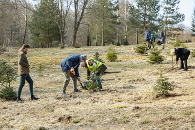 Vazonuose esančios eglutės galės būti pasodintos pavasarį Vilniaus Kalėdų miške