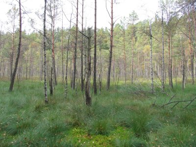 Sapropelyje aptinkama didelė biogeninių medžiagų koncentracija, rodanti klimato kaitos laikotarpius