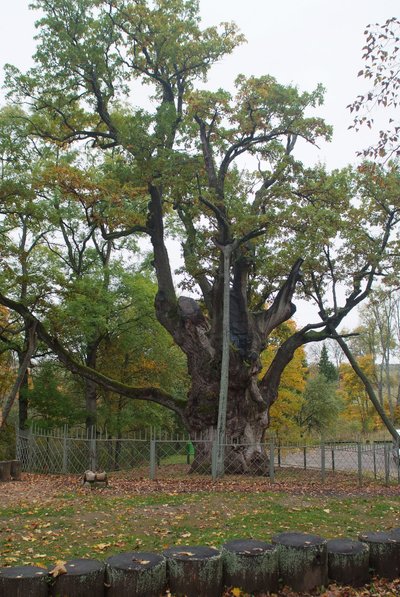 Stelmužės ąžuolas