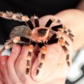 Mokslininkai išsiaiškino, kodėl tarantulai yra plaukuoti – tokios priežasties nesitikėjo