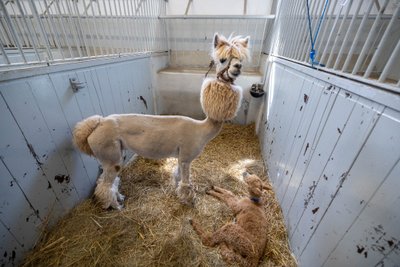 Lama LSMU Veterinarijos akademijoje