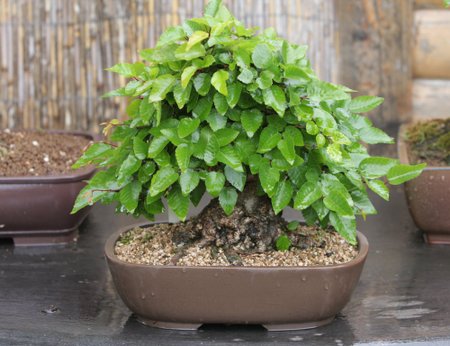 Bonsai medelis K.Ptakausko Ryto Rasos sode