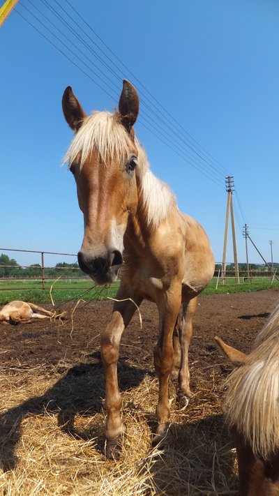 Iš mirties nagų išplėšti ir ant kojų pastatyti ūkininko žemaitukai