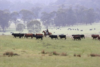 Australija