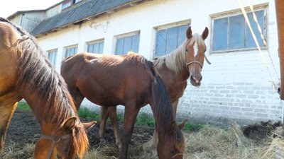 Iš mirties nagų išplėšti ir ant kojų pastatyti ūkininko žemaitukai