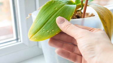 Nyksta orchidėjos? Įberkite šių populiarių prieskonių į vazoną ir vėl džiaukitės žiedais 