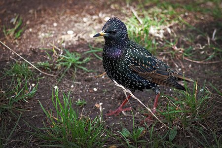 Varnėnas (Sturnus vulgaris)