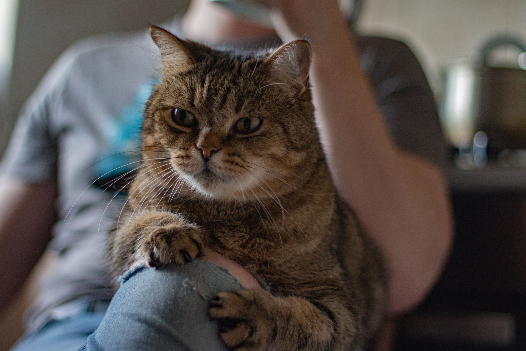 Lithuania eyes ban on leg-hold traps after pets ensnared