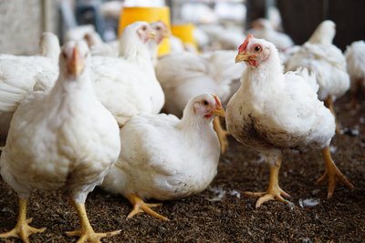 Kokybiška vištiena Lietuvoje auginama pagal NKP sistemą