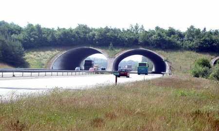 Žalieji tiltai gyvūnams. Tokių Lietuvoje nėra nei vieno