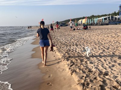 Palanga laukia Joninių