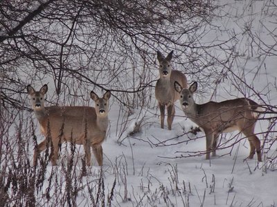 Besiblaškančios stirnos Vilniuje, asociatyvi nuotr.