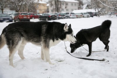 Sėkminga dresūra