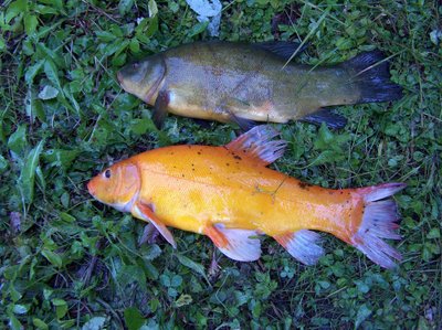 2 kg svėręs auksinis lynas, sugautas Galvės ežere (Trakų sav.)