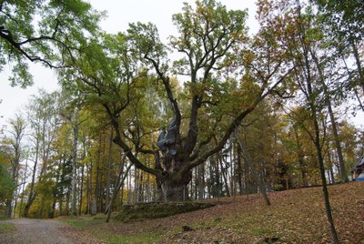 Stelmužės ąžuolas