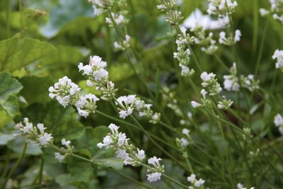 Tikroji levanda 'Baltas Sapnas'