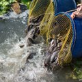 Informuoja apie planuojamus valstybinių vandens telkinių įžuvinimus