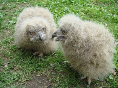 Didžiojo apuoko jaunikliai zoologijos sode 