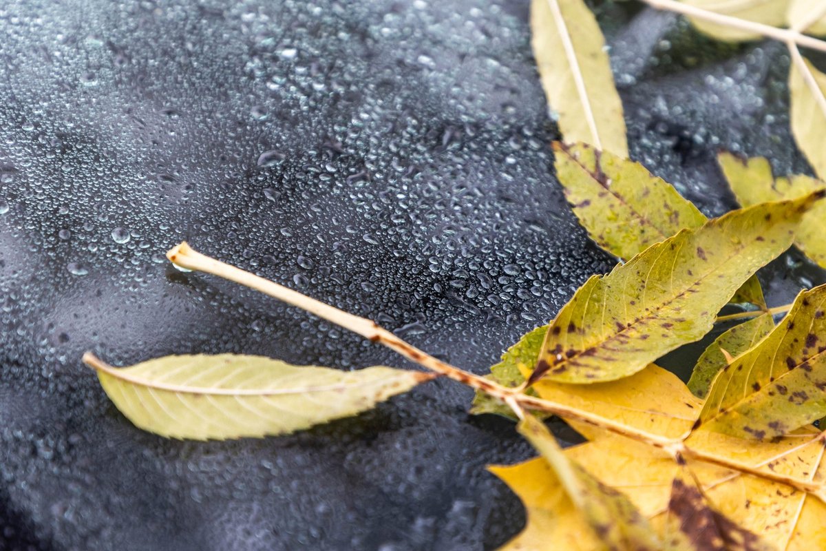 Delfi diena. Meteorologo prognozės: koks bus likęs ruduo ir kada ateis ...