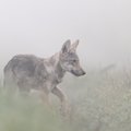 Gamtos fotografo kadruose – retos akimirkos: įamžino jauną vilkiuką