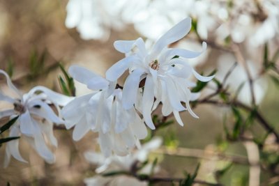 Magnolijos