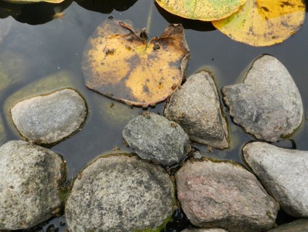 Bitės į kaimynės kiemą skrenda dėl tvenkinio