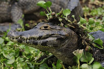 Besislepiantis kaimanas (krokodilas)