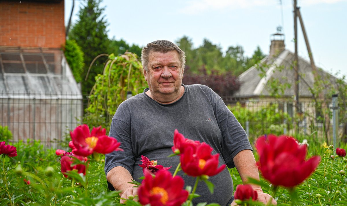 Šalyje garsaus retų augalų kolekcininko ir selekcininko panevėžiečio Algirdo Gražio bijūnų plantacija. P. Židonio nuotr.