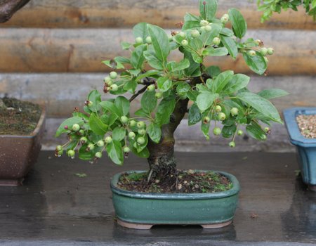 Bonsai medelis K.Ptakausko Ryto Rasos sode