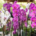 Reikės vos dviejų ingredientų ir orchidėjos pradės aktyviai žydėti