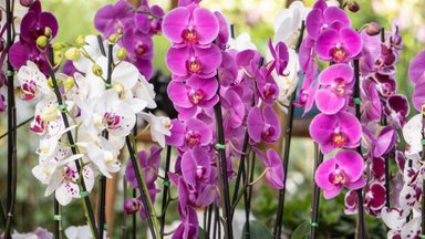 Orchidėjos žydės visus metus: pasakė, kuo jas būtina tręšti vasarą