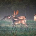 Įspūdingi rudens kadrai: saulės apšviestame rūke pasirodė danielių kaimenė
