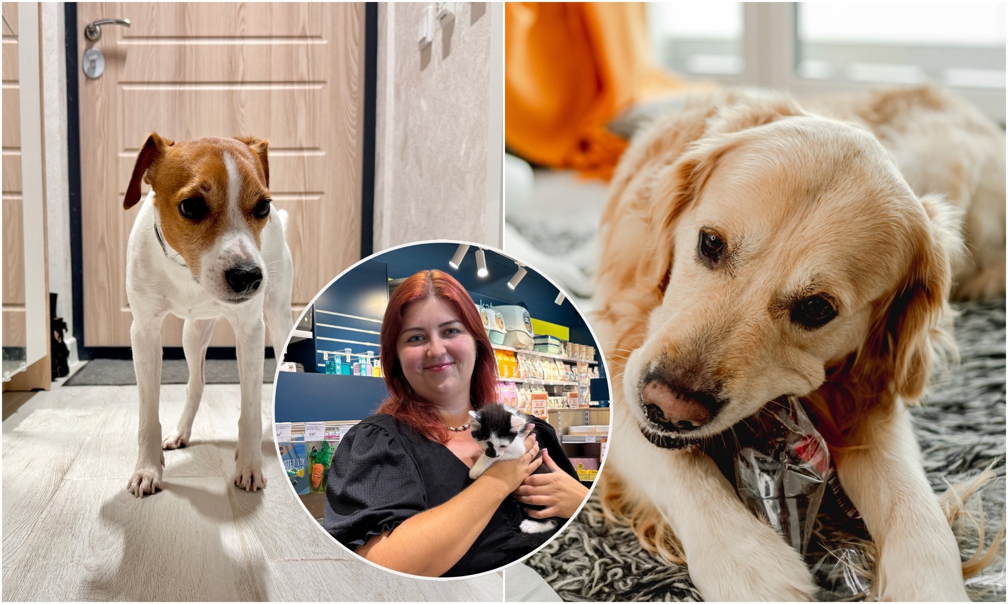 Pets Face Sad Times: Loneliness in Empty Homes Hits Hardest This Fall
