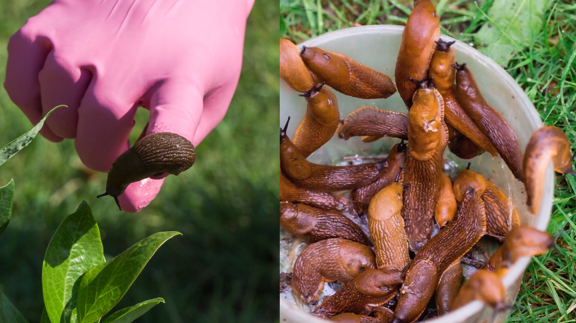 Slugs devouring crops: Lithuanian gardeners seek effective solutions