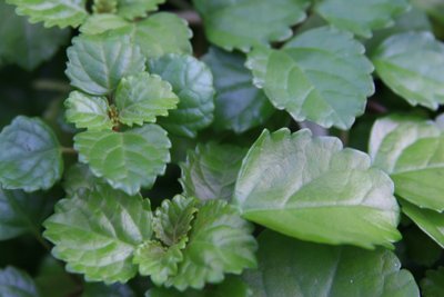 Australinė cimbžieda Plectranthus australis