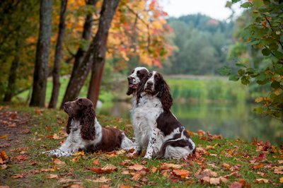 Springerspanieliai