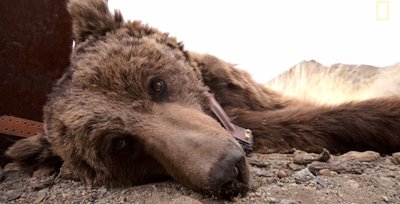 Gobio dykumos lokiai. „National geographic“ užfiksuoto vaizdo įrašo stopkadras