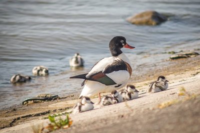 Urvinė antis