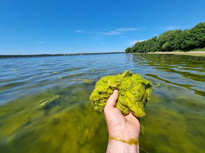 Kuršių marios  