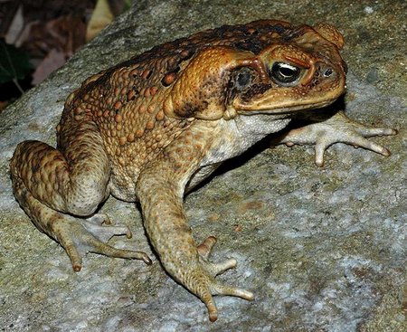 Aga (Bufo marinus)