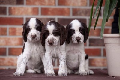 Springerspanieliai